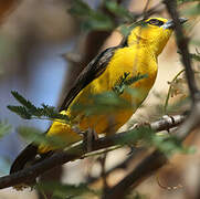 Black-necked Weaver