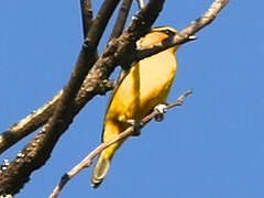 Spectacled Weaver