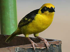 Baglafecht Weaver