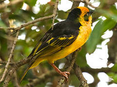 Baglafecht Weaver