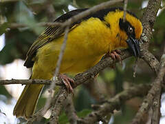 Baglafecht Weaver