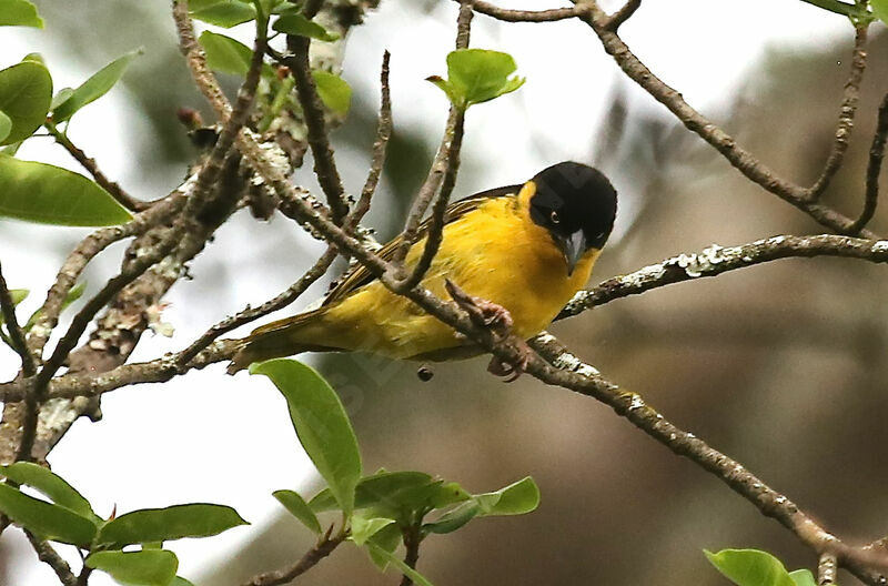 Baglafecht Weaver