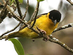 Baglafecht Weaver