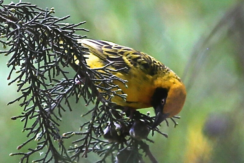 Speke's Weaver