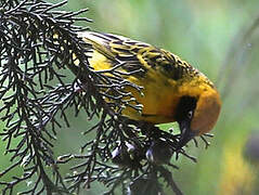 Speke's Weaver