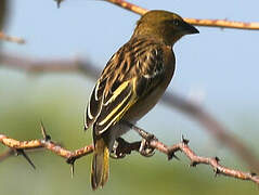 Northern Masked Weaver