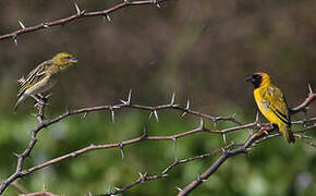 Northern Masked Weaver