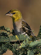 Village Weaver