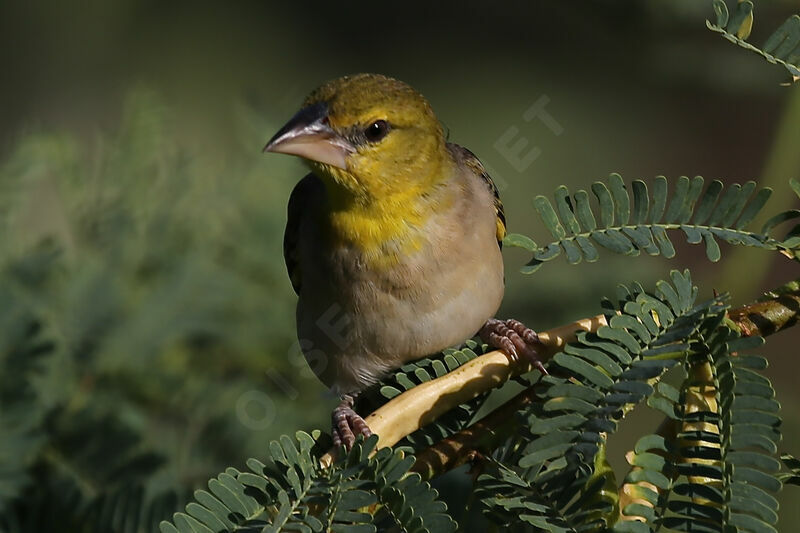 Tisserin gendarme