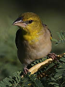 Tisserin gendarme