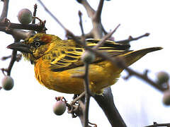 Lesser Masked Weaver