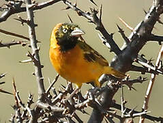 Lesser Masked Weaver