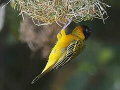 Lesser Masked Weaver