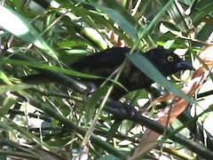 Vieillot's Black Weaver