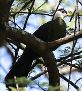 White-crested Turaco