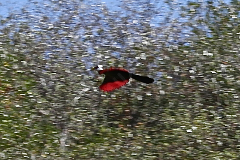 Touraco à huppe blanche