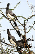 White-bellied Go-away-bird