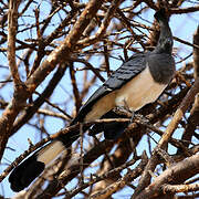 White-bellied Go-away-bird