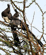 White-bellied Go-away-bird