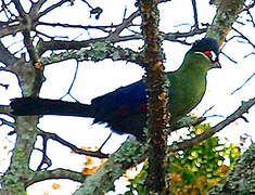 Hartlaub's Turaco