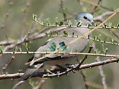 Emerald-spotted Wood Dove