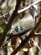 Emerald-spotted Wood Dove