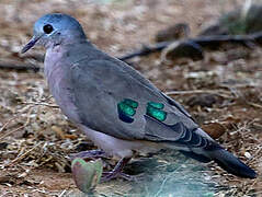 Emerald-spotted Wood Dove