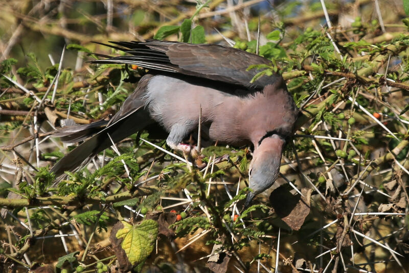 Red-eyed Dove