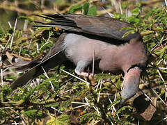 Red-eyed Dove