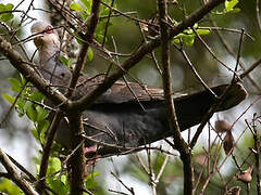 Dusky Turtle Dove