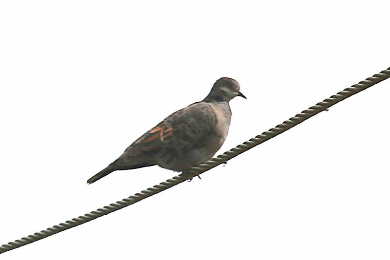 Dusky Turtle Dove