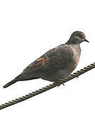 Dusky Turtle Dove