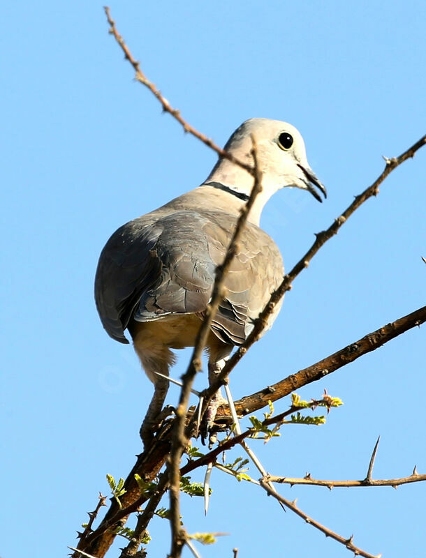 Ring-necked Dove