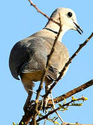 Ring-necked Dove