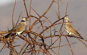 Ring-necked Dove