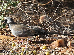 Namaqua Dove