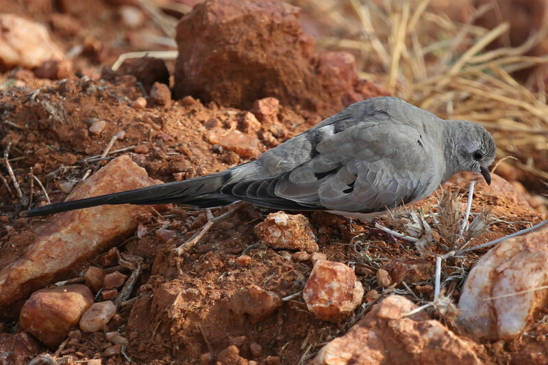 Namaqua Dove