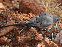 Namaqua Dove