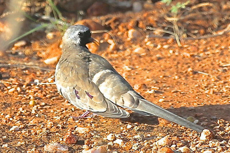 Namaqua Dove