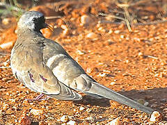 Namaqua Dove