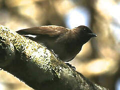 Anteater Chat