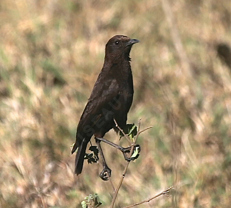 Anteater Chat