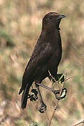 Anteater Chat