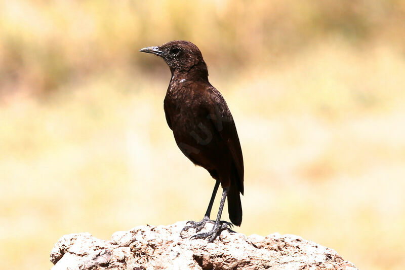 Anteater Chat