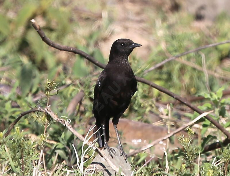 Anteater Chat