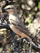 Isabelline Wheatear