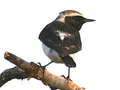 Pied Wheatear