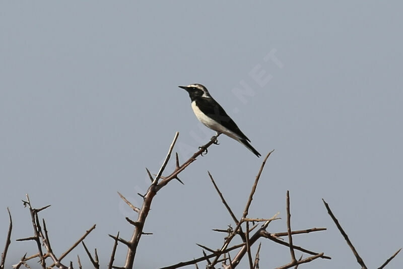 Pied Wheatear