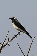 Pied Wheatear