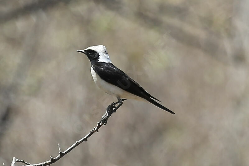 Pied Wheatear